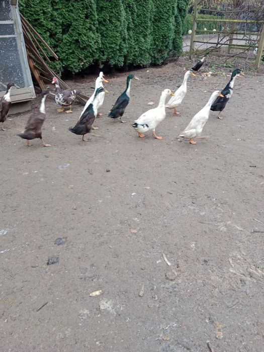 biegusy zeszłoroczne