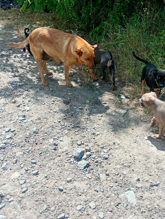Терміново потрібен дім для цієї собачої родини