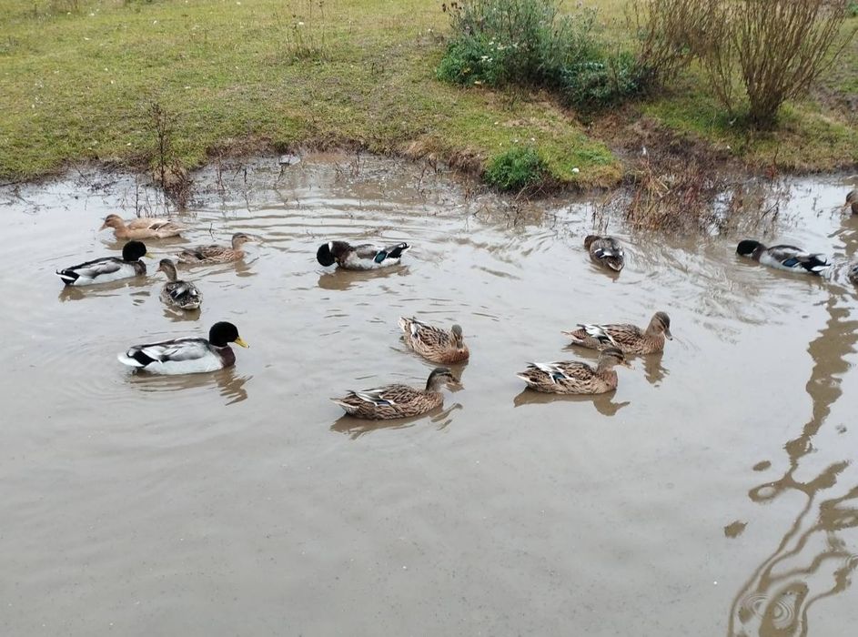 Крижні,качки,підсадні утки