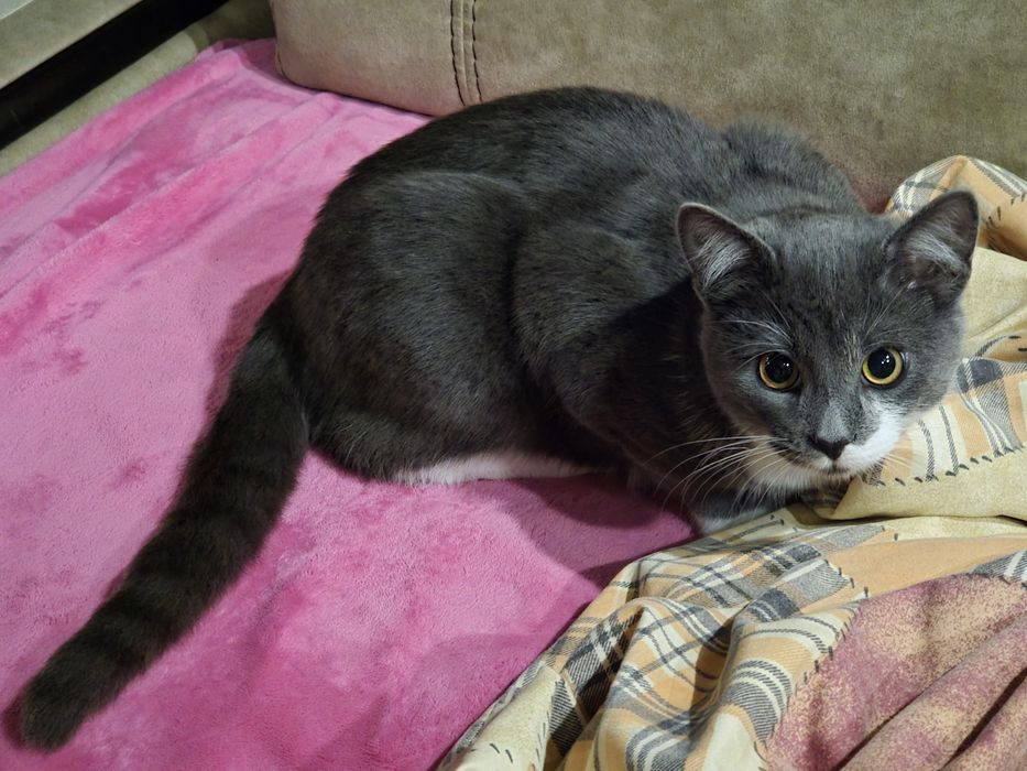 Пропал  Котик  Том