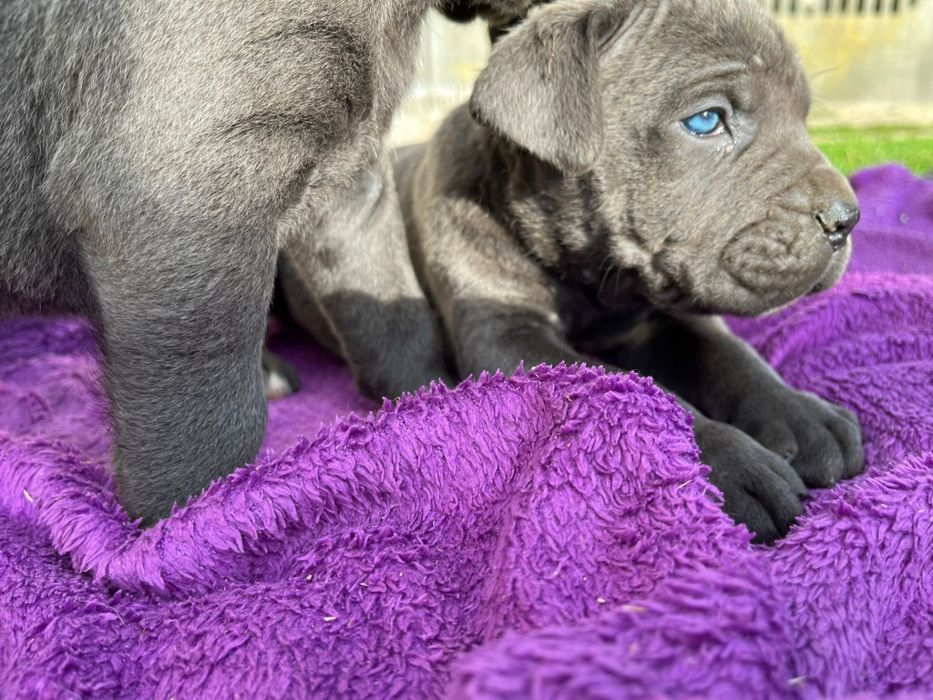 Cane Corso mocny pies