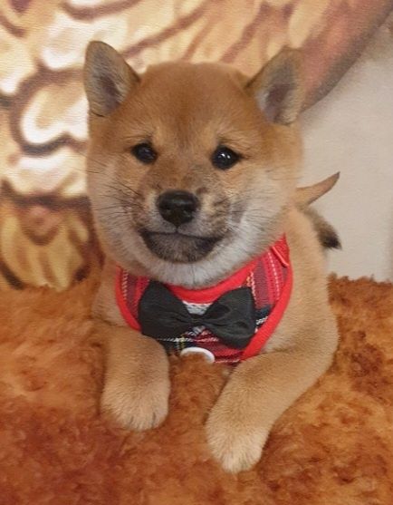 Shiba inu wzorcowe