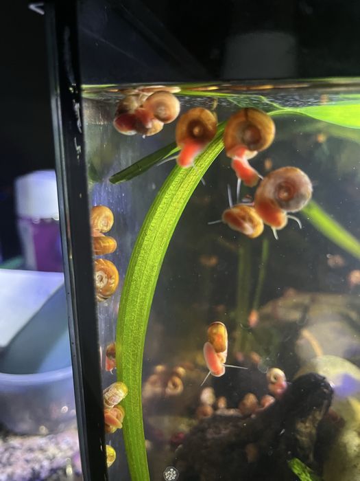 Caracois de aquario albinos