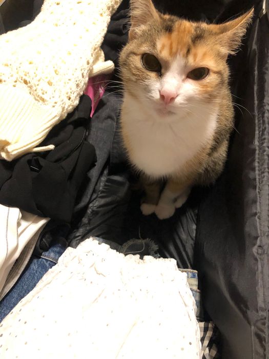 Загубилась кицька‼️