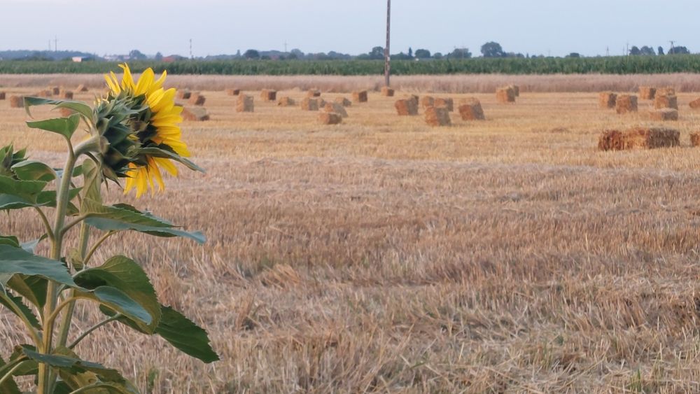 Słoma owsiana zbiór 2025r