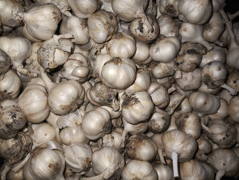 Продам ярий часник 2025р