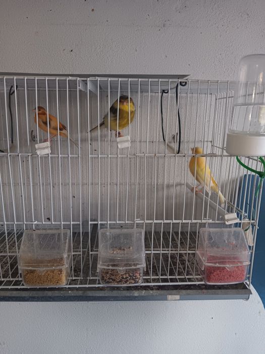 Canarios varias raças