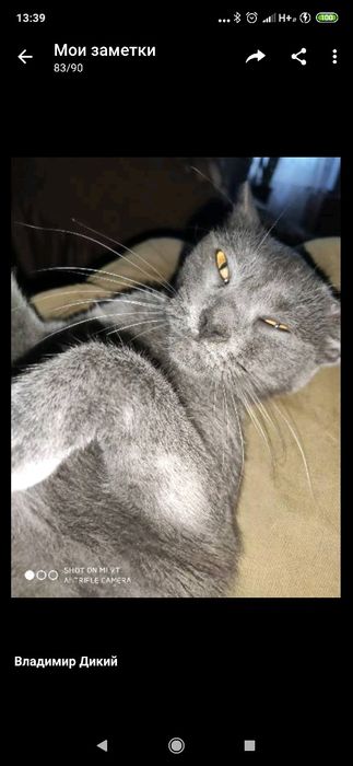 Ищу такую кошку вот как на фото