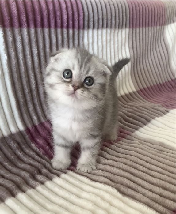 Неймовірна  срібна красуня