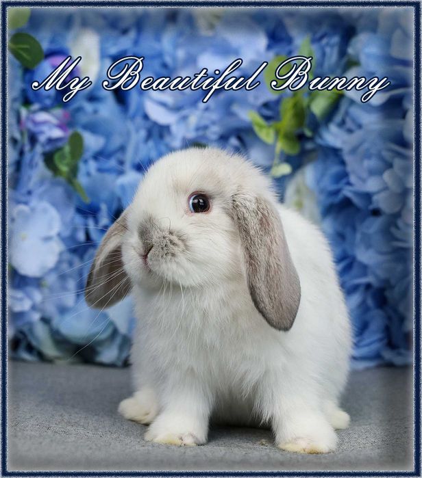 Piękny Królik 100% Mini Lop - Lilac Butterfly