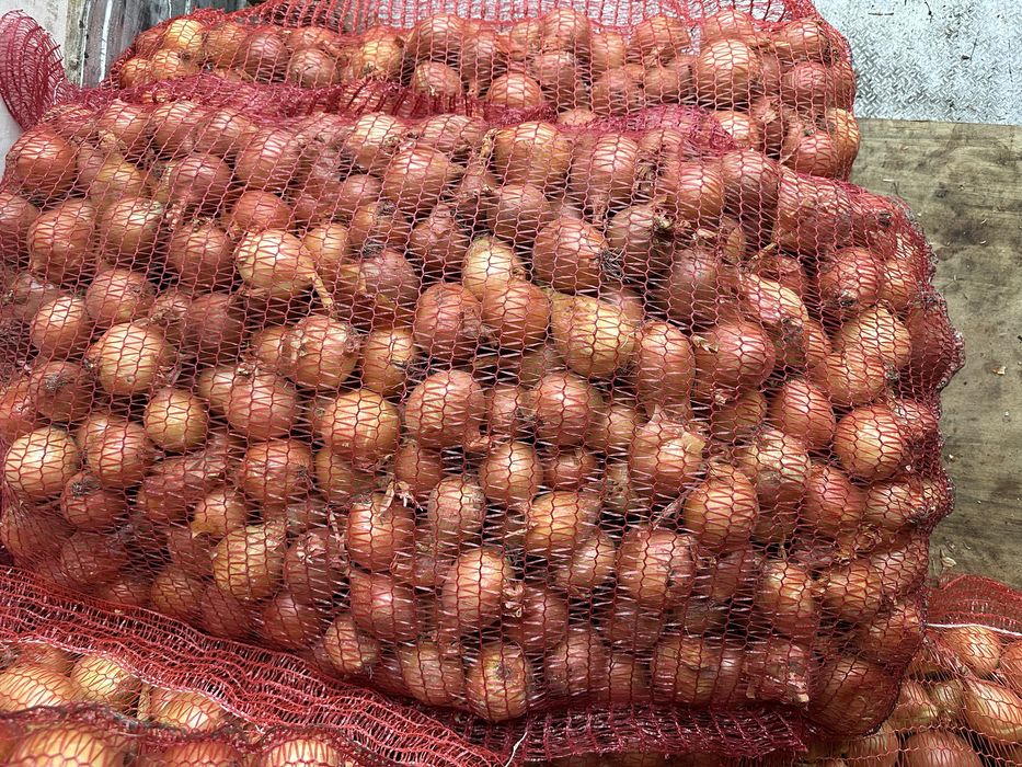 Цибуля (на перо, на їжу)