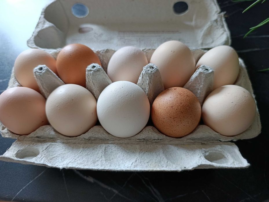 Domowe jajka z wolnego wybiegu