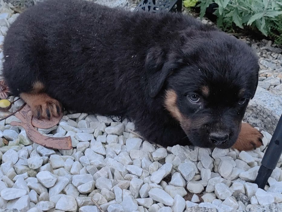 Rottweiler z metryką
