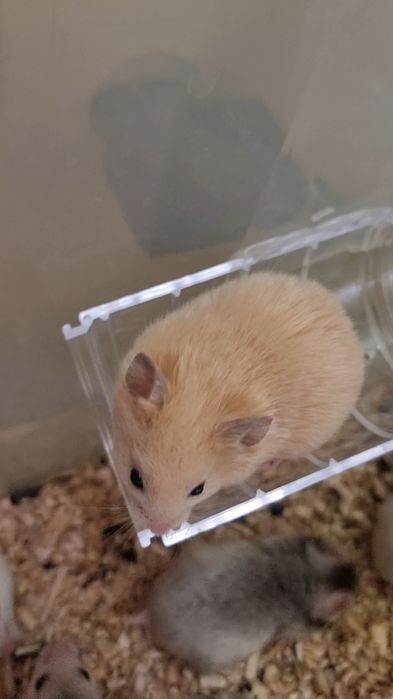 Хомяк абрикос есть атласные королевские серве белые хомячки джунгарик