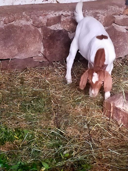 Macho Boer com quatro meses