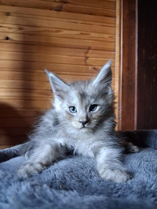 Maine coon, olbrzymi kot, kocur