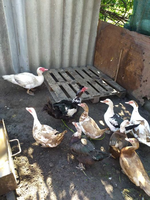 Продам каченят мускусної качки ,шипун,індокачка від 60 грн (різного в