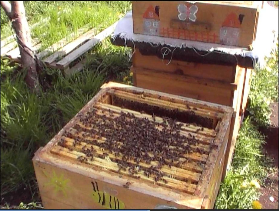 Przezimowane rodziny pszczele