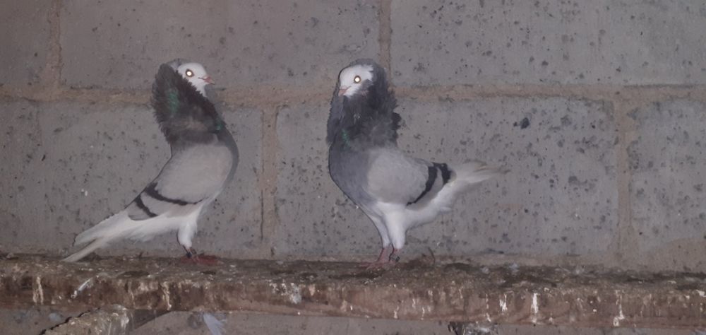 Gołębie rasowe kapucyn