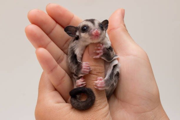 Animal de estimação