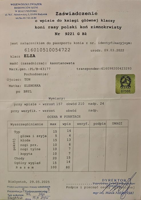 Klacz sokolska, programowa