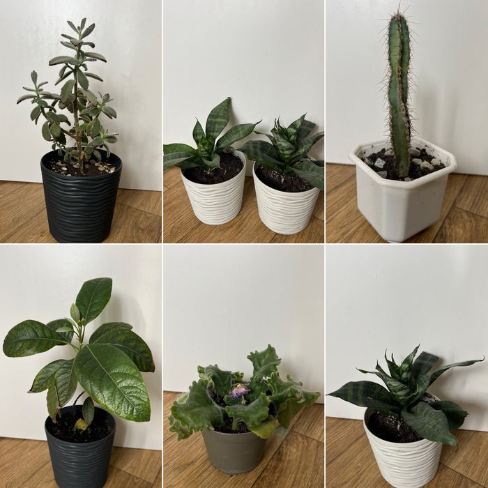 Квіти: Каланхое, Кактус, Фіалка, Авокадо, Сансевиерия