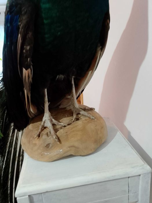 Spreparowane, wypchane pawia