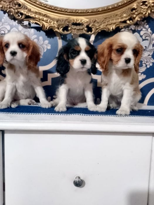 Cavalier King Charls Spaniel