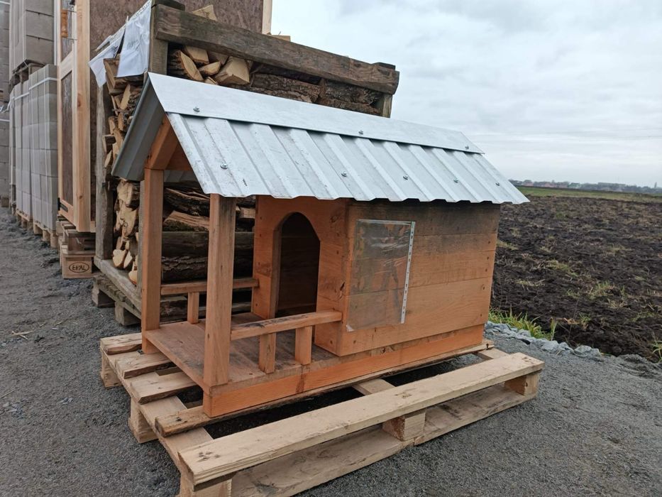 Собача бада нова дуб