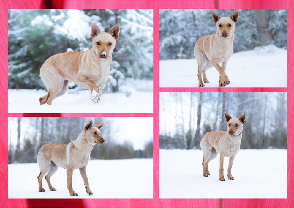 AKIMA - marzy o nowym domu i rodzinie