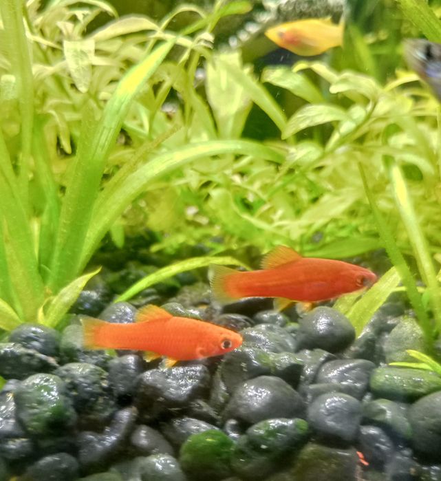 Sprzedam nadwyżkę młodych mieczyków