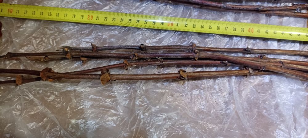 Черенки ,живці , чибуки жимолості ,Жимолость черенки гілочки жимолости