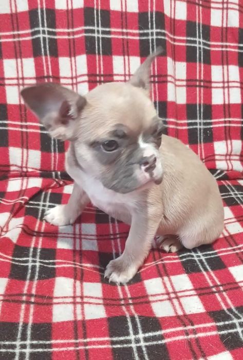 Французский бульдог