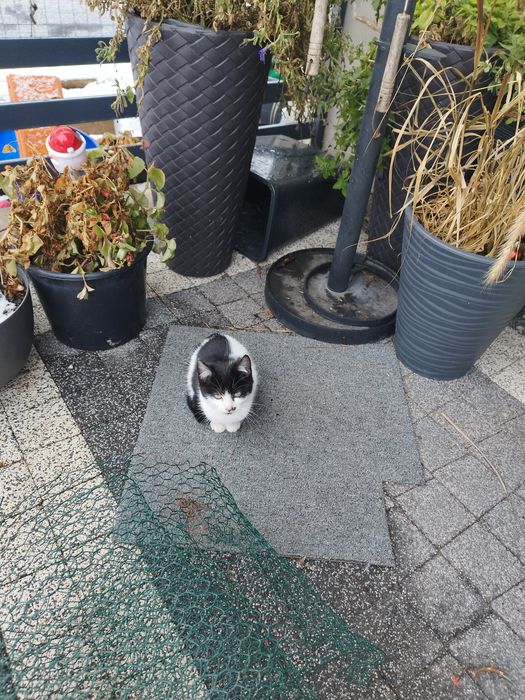 Młode kotki szukają domu