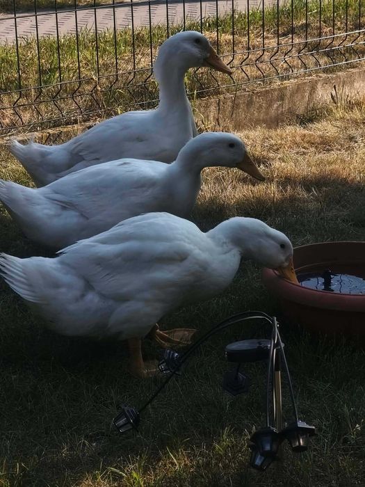 Sprzedam kaczki Pekin – chów przydomowy