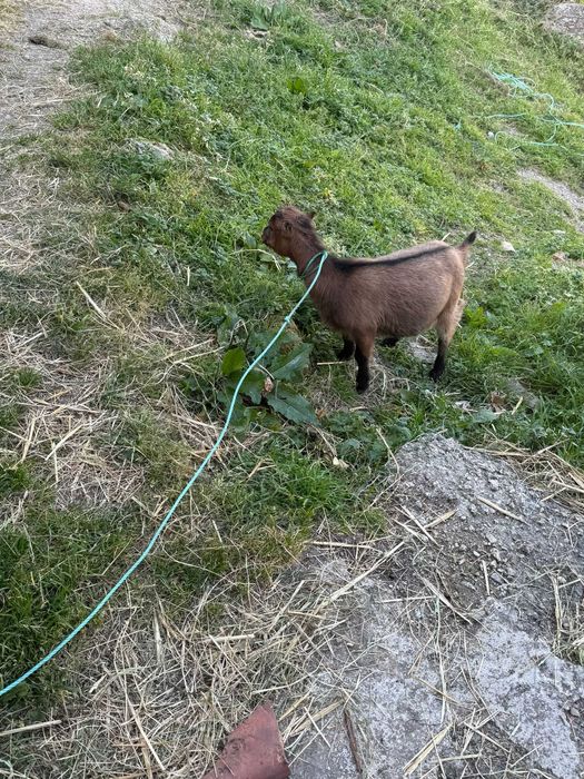 Vendo cabras micro anas sem orelhas