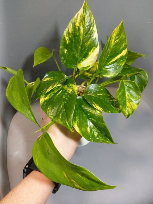 Epipremnum złociste