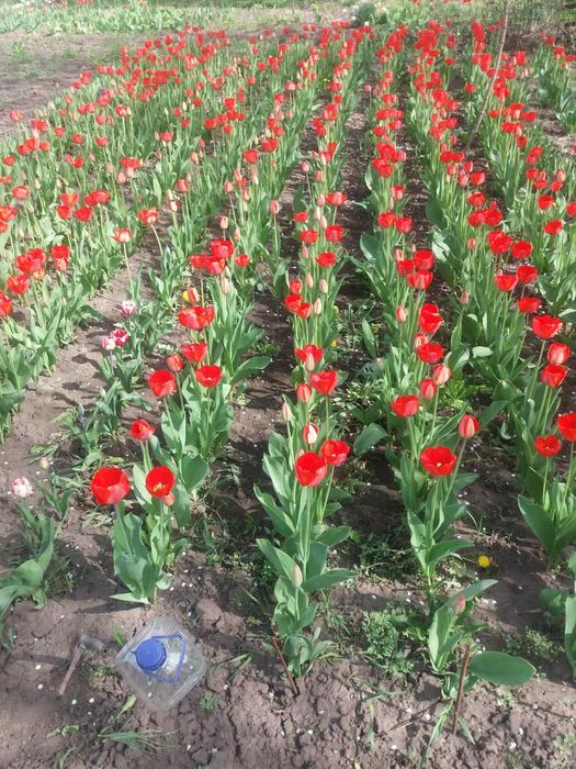 Цибулини тюльпанів Дарвіна гібрид