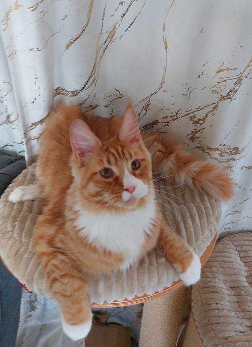 Kot Maine Coon rodowód FPL