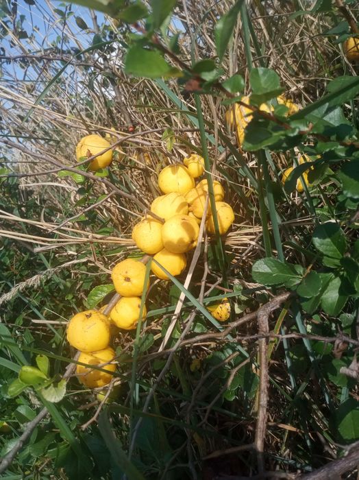 Sok z owoców pigwowca BECZKA 200L od producenta bez żadnych dodatków