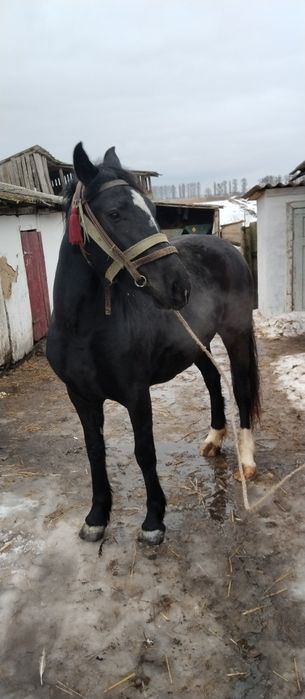 Продам кобилу..3років