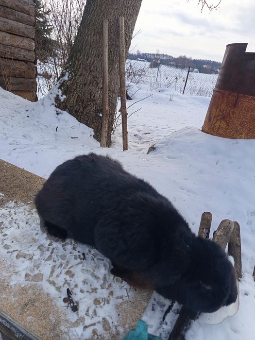 Samica rasy baran francuski