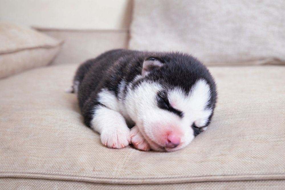 Szczeniak Siberian Husky rodowód ZKwP FCI Champion Puppy Pedigree