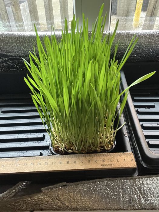 Трава для котів, собак та гризунів