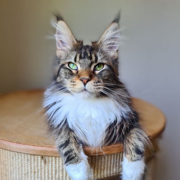 Dostępna kotka rasy Maine Coons