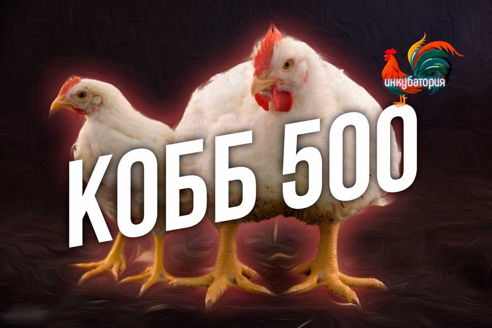 Інкубаційні яйця Бройлерів КОББ 500. (Імпорт/Україна)