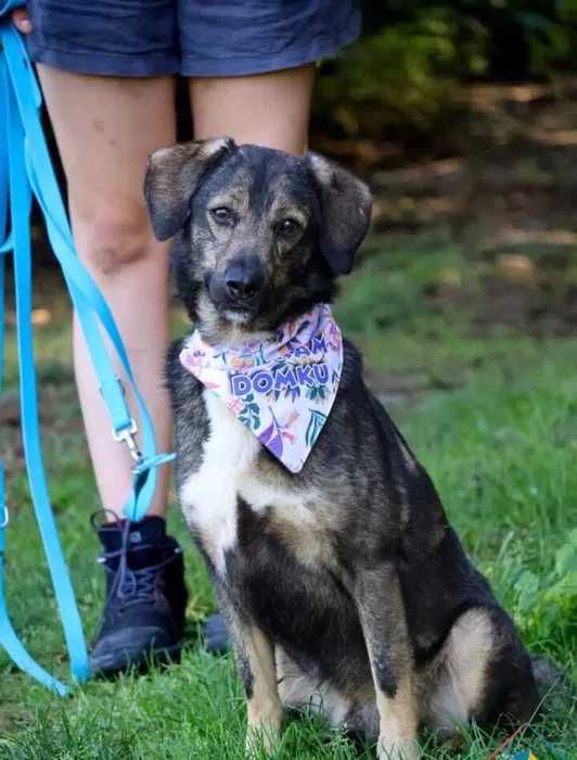 Kocha człowieka, miły i łagodny, pięknie chodzi na smyczy