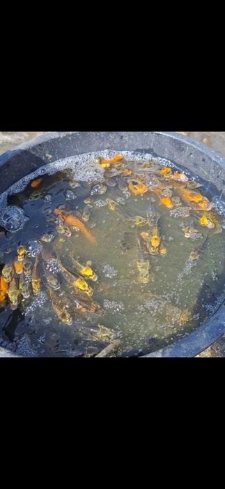 Carpas koi com 8/15 cm