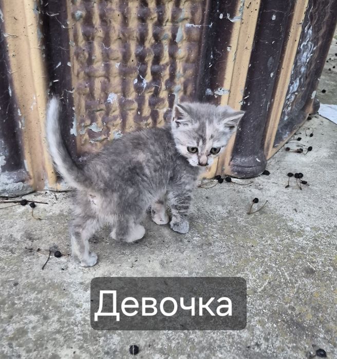 Відам в добрі руки