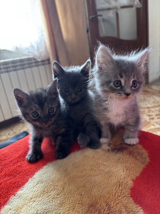 Віддам котиків в добрі руки